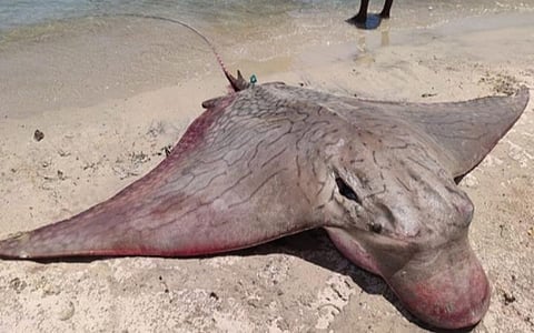 பாம்பன் அருகே மீனவர்கள் வலையில் சிக்கிய 500 கிலோ எடை கொண்ட அரிய வகை திருக்கை மீன்