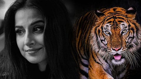 ஓடிடி பார்வை: ஷேர்னி - காப்பதே வீரம்