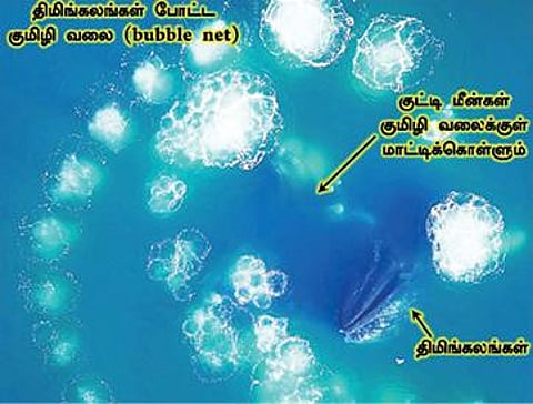 திமிங்கிலங்களின் காற்று வலை :