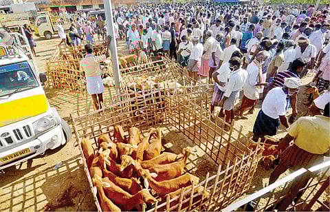 மேலப்பாளையத்தில் 2 மாதங்களுக்குப்பின் கால்நடை சந்தை நேற்று மீண்டும் கூடியது. படம்: மு.லெட்சுமி அருண்