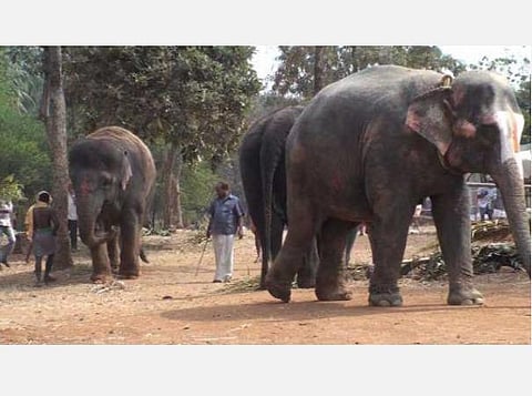 கோயில் யானைகளைப் பெரிய வனப்பகுதியில் வைத்துப் பராமரிக்கக் கோரி வழக்கு: அரசுக்கு உயர் நீதிமன்றம் நோட்டீஸ்