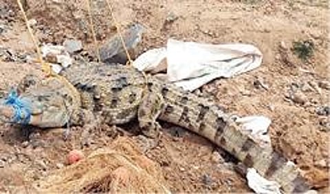 அரியலூர் மாவட்டம் குழவடையான் கிராமத்தில் பிடிக்கப்பட்ட முதலை.