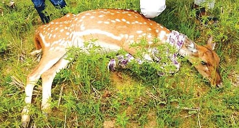 மரக்காணம் அருகே தெரு நாய்கள் கடித்து உயிரிழந்த புள்ளி மான்.