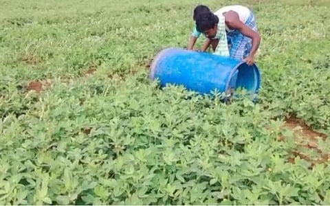 சிங்கம்புணரி அருகே கானப்பட்டியில் மகசூலை அதிகரிக்க நிலக்கடலை செடியில் டிரம்மை உருட்டும் விவசாயி.