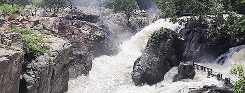 ஒகேனக்கல் காவிரியாற்றின் பிரதான அருவியின் எதிரே உள்ள பகுதி வரை கர்நாடக மாநில எல்லை வழியாக வந்து ஆபத்தான இடத்தில் செல்ஃபி எடுக்கும் இளைஞர்கள்.