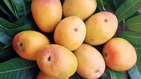 பளிச் பத்து 27: மாம்பழம்