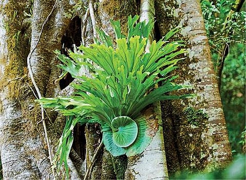 புதிய கண்டுபிடிப்புகள்: நீர் கொடுத்து உதவும் தாவரம்!