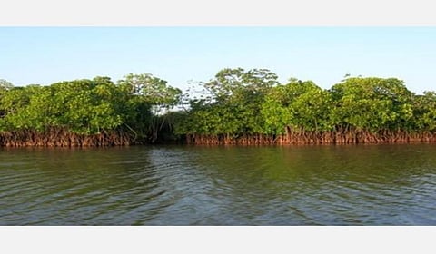 தானே புயலில் சேதமடைந்த மாங்குரோவ் காடுகள்; மீண்டும் உருவாக்கக் கோரி வழக்கு: மத்திய-மாநில அரசுகளுக்கு உயர் நீதிமன்றம் நோட்டீஸ்