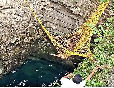 அந்தியூர் அருகே கிணற்றில் விழுந்த புள்ளிமானை வனத்துறையினர் வலை மூலம் மீட்டனர்.