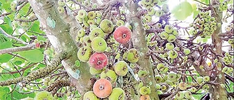 கொடைக்கானல் கீழ்மலைப் பகுதியில் காய்த்துக் குலுங்கும் மலை அத்திப்பழங்கள்.