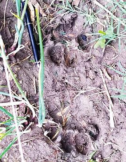 ஆங்கியம் கரடுப் பகுதியிலிருந்து வெளியேறிச் சென்ற சிறுத்தை. (அடுத்த படம்) ஈரமான வயல் பகுதியில் பதிவாகியிருந்த சிறுத்தையின் கால்தடம்.