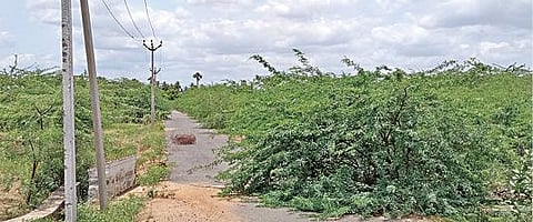 நாமக்கல் மாவட்டம் வேலகவுண்டம்பட்டி அருகே முசிறி கிராமத்தில் அமைந்துள்ள நாமக்கல் மாவட்ட கனரக வாகனங்கள் கட்டுமான தொழிற்பேட்டை பராமரிப்பின்றி முட்புதர் மண்டி காட்சியளிக்கிறது. படம்: கி. பார்த்திபன்