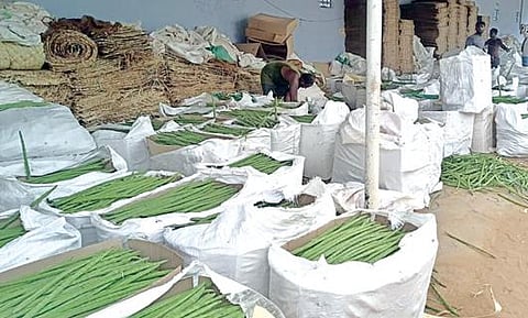 சாத்தான்குளம் அருகே போலையர்புரத்தில் உள்ள கொள்முதல் மண்டிக்கு விற்பனைக்காக வந்துள்ள முருங்கைக்காய்கள்.