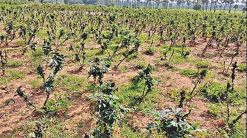 திருச்செங்கோடு பகுதியில் உள்ள விவசாய தோட்டத்தில் சாகுபடி செய்யப்பட்ட மரவள்ளி செடிகள் செம்பேன் நோய் தாக்குதலால் கருகி காணப்படுகிறது.