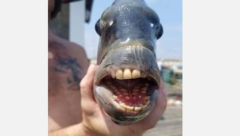 மனிதர்களைப் போல் பற்கைளை கொண்ட மீன்: வைரலாகும் புகைப்படம்