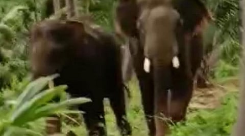 கடையநல்லூர் அருகே ஊருக்குள் புகுந்த காட்டு யானைகள்: வனத்துறையினர், பொதுமக்கள் இணைந்து விரட்டினர்