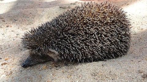 பொட்டல் நிலத்தின் பெருந்துணை முள்ளெலி