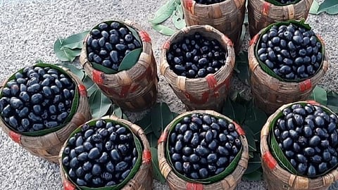 நத்தம் மார்க்கெட்டில் விற்பனைக்காக கூடைகளில் வைக்கப்பட்டுள்ள நாவல்பழங்கள்.