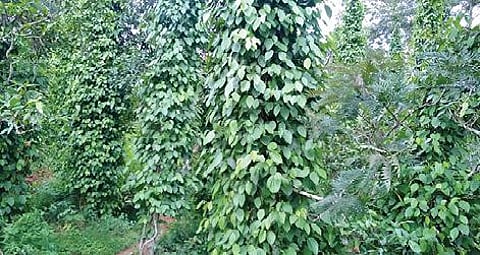 கொல்லிமலை செம்மேடு அருகே செழிப்பாக உள்ள மிளகு தோட்டம்.