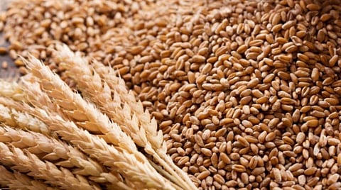 பளிச் பத்து 41: கோதுமை