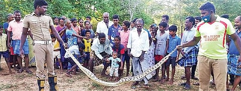 திருப்பத்தூர் அருகே சிராவயல் புதூரில் வீட்டுக்குள் புகுந்த மலைப்பாம்பை பிடித்த தீயணைப்பு வீரர்கள்.