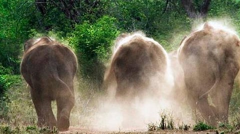 யானை, புலிகளின் எண்ணிக்கை மதிப்பீடு நெறிமுறை வெளியீடு