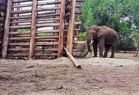 ரிவால்டோ யானை: கோப்புப்படம்