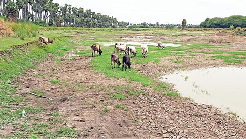 சேத்தியாத்தோப்பு அருகே தூர்ந்து போய் உள்ள பெரிய ஏரி.