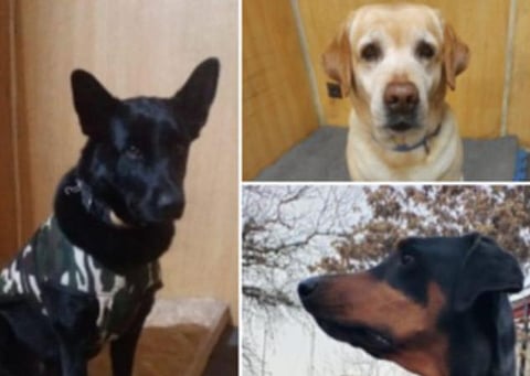 மாயா, ரூபி, பாபி: காபூலில் இருந்து பத்திரமாக திரும்பிய 3 மோப்ப நாய்கள்