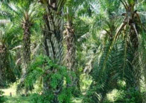 பாமாயில் உற்பத்தியை அதிகரிக்க திட்டம்; அந்தமானில் சாகுபடி: மத்திய அமைச்சரவை ஒப்புதல்