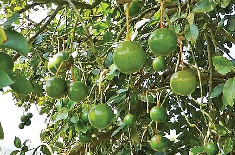 கொடைக்கானல் அருகே பள்ளங்கி மலைகிராமப் பகுதிகளில் காய்த்து குலுங்கும் பட்டர்புரூட்.