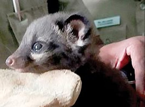 மீட்கப்பட்ட மரநாய் குட்டி.