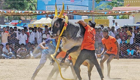 வடமாடு மஞ்சுவிரட்டு விழாவில் காளையை பிடிக்கும் வீரர்கள். படம்: எல்.பாலச்சந்தர்