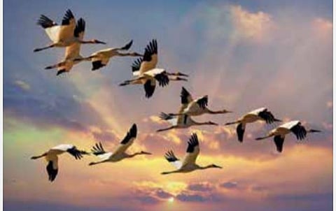 புதிய கண்டுபிடிப்புகள்: பறவைக்கு வழி தெரிவது எப்படி?