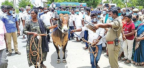 காங்கயத்தில் காளையுடன் விவசாயிகள் சாலை மறியல் :