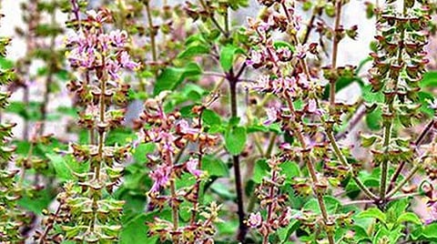 பிரதிநிதித்துவப் படம்