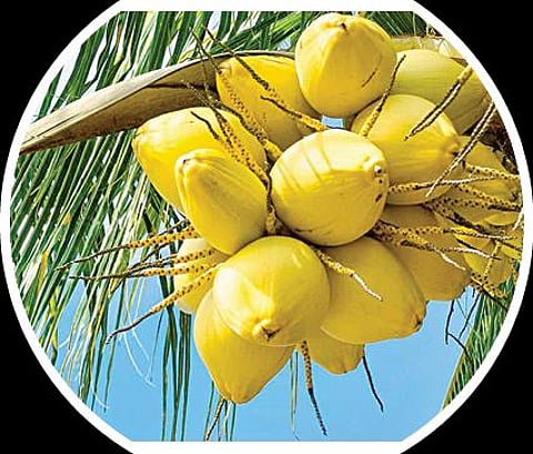 பளிச் பத்து 65: தேங்காய்