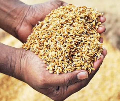 விதை நேர்த்தி செய்து முளைகட்டிய நெல்விதை.