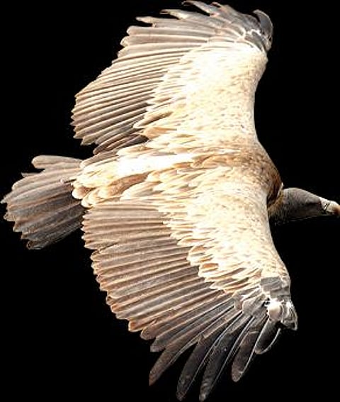 இந்தியப் பாறு, படம்: டி.ஆர். சங்கர்ராமன்