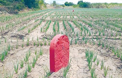 தேனி அருகே மஞ்சிநாயக்கன்பட்டி ரயில்வே இடத்தில் பயிரிடப்பட்டுள்ள வெங்காயம்.