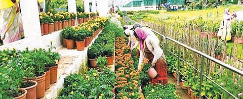 உதகை அரசு தாவரவியல் பூங்காவில் - மலர் தொட்டிகளை காட்சி மாடத்தில் அடுக்கும் பணி :