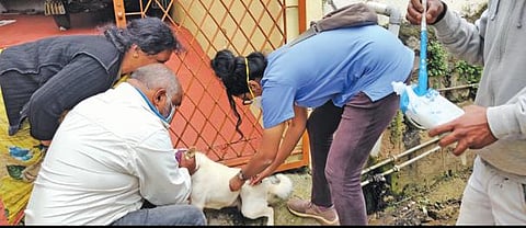 உதகையில் தெரு நாய்களுக்கு : ‘ரேபிஸ்’ தடுப்பூசி செலுத்தும் பணி :