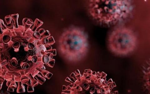 கரோனா பரவலுக்கு லாவோஸ் நாட்டு வவ்வால்கள் காரணமா? ஆய்வு முடிவு சொல்வதென்ன?