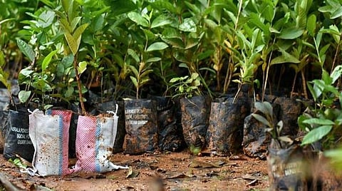 தமிழக கோயில்களில் ‘கலைஞர்’ தல மரக்கன்று நடும் பணி: இந்து சமய அறநிலையத் துறை தகவல்