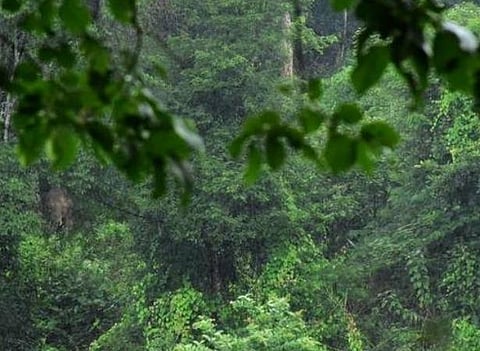 வால்பாறை வனச்சரகருக்கு ஜாமீன்