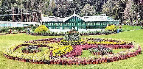 உதகை தாவரவியல் பூங்காவில் 4,000 மலர் தொட்டிகளில் அலங்காரம் :