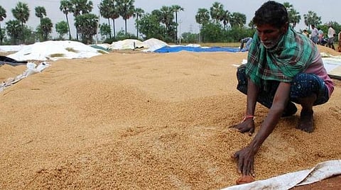 நேரடி நெல் கொள்முதலுக்கு இணையவழிப் பதிவு: விவசாயிகளுக்குக் கூடுதல் செலவு