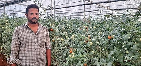 சோழவந்தான் அருகே ஊத்துக்குளி கிராமத்தில் பசுமைக்குடில் மூலம் தக்காளி பயிரிட்டுள்ள பொறியியல் பட்டதாரி ரா.கார்த்திக்.