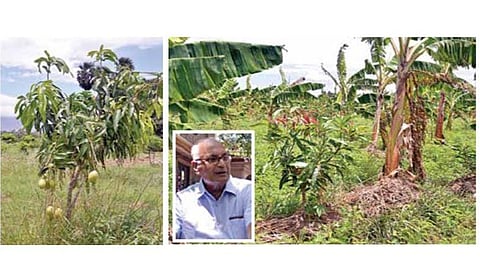 முறையாக கவாத்து செய்ததால் 3 ஆண்டுகளில் கைக்கு எட்டும் வகையில் காய்க்கும் மாமரம். (அடுத்தபடம்) மா சாகுபடி செய்துள்ள நிலத்தில் ஊடுபயிராக வாழை பயிரிடப்பட்டுள்ளது. (உள்படம்) ஈஸ்வரன். படம்: மு.லெட்சுமி அருண்