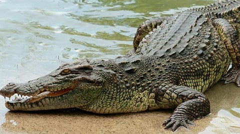 பளிச் பத்து 94: முதலை